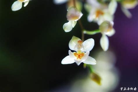 文心蘭花語|文心蘭花語：隱藏的愛與快樂無憂的幸福密語 